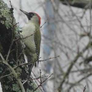 Eurasian Green Woodpecker