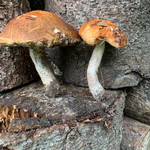 Orange Birch Bolete