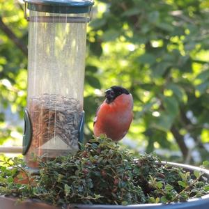 Eurasian Bullfinch