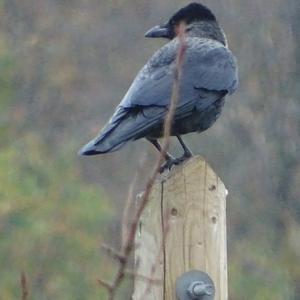 Hooded Crow