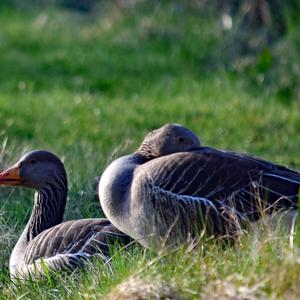 Greylag Goose