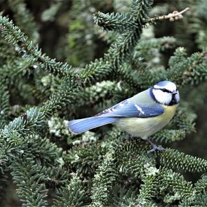 Blue Tit