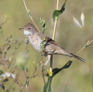 Common Whitethroat