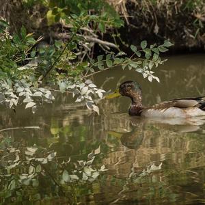 Mallard