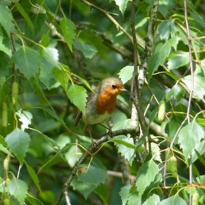 European Robin