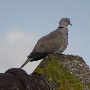 Eurasian Collared-dove