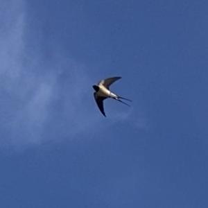 Barn Swallow