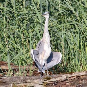 Grey Heron