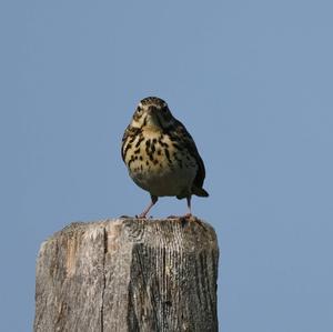 Tree Pipit