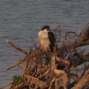 Peregrine Falcon