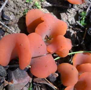 Apricot Jelly