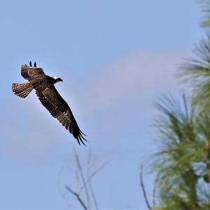 Osprey