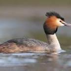 Great Crested Grebe