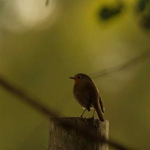 European Robin