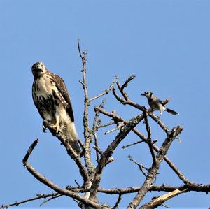 Rotschwanzbussard