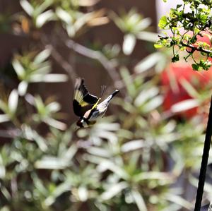 European Goldfinch