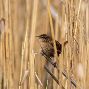 Winter Wren