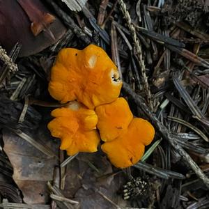 Fries´s Chanterelle