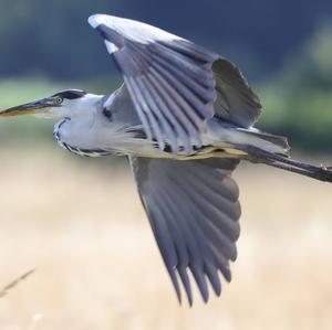 Grey Heron