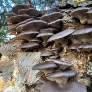 Oyster Mushroom