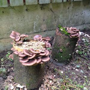 Oyster Mushroom