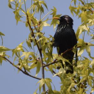 Common Starling