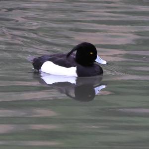 Tufted Duck