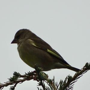 European Greenfinch