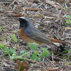 Common Redstart