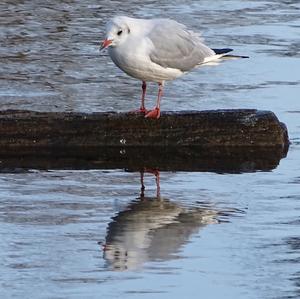 Black-headed Gull