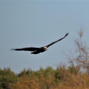 Western Marsh-harrier