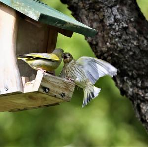 European Greenfinch