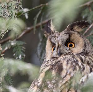 Long-eared Owl