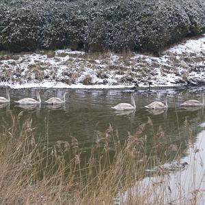 Mute Swan