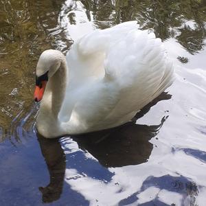 Mute Swan