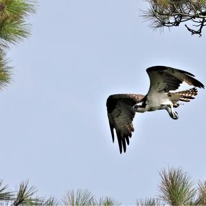 Osprey