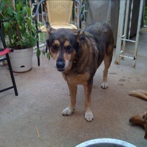 Unknown Breed