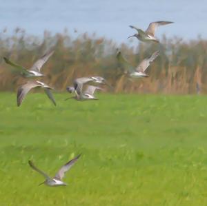 Eurasian Curlew