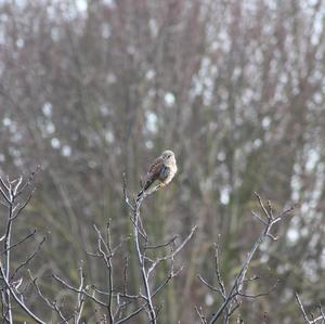 Common Kestrel