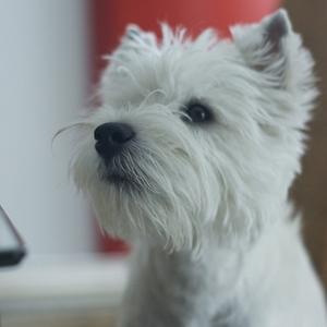 West Highland White Terrier