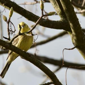 Yellowhammer