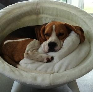 Beagle