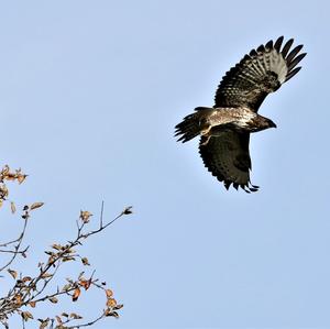 Mäusebussard