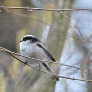 Long-tailed Tit