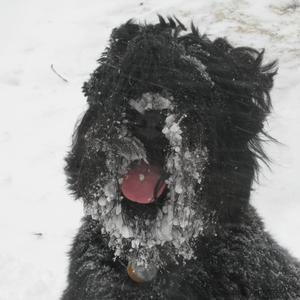 Black Russian Terrier