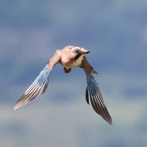 Eurasian Jay