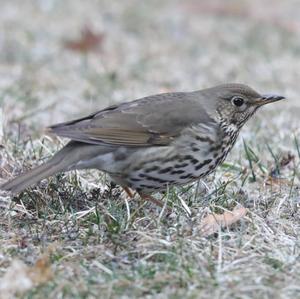 Song Thrush