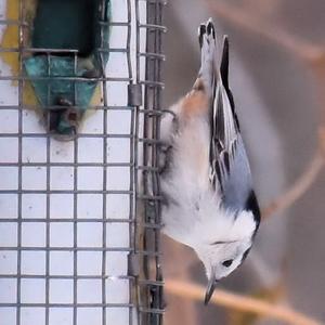 Black-capped Chickadee