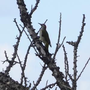 Eurasian Green Woodpecker