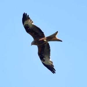 Red Kite